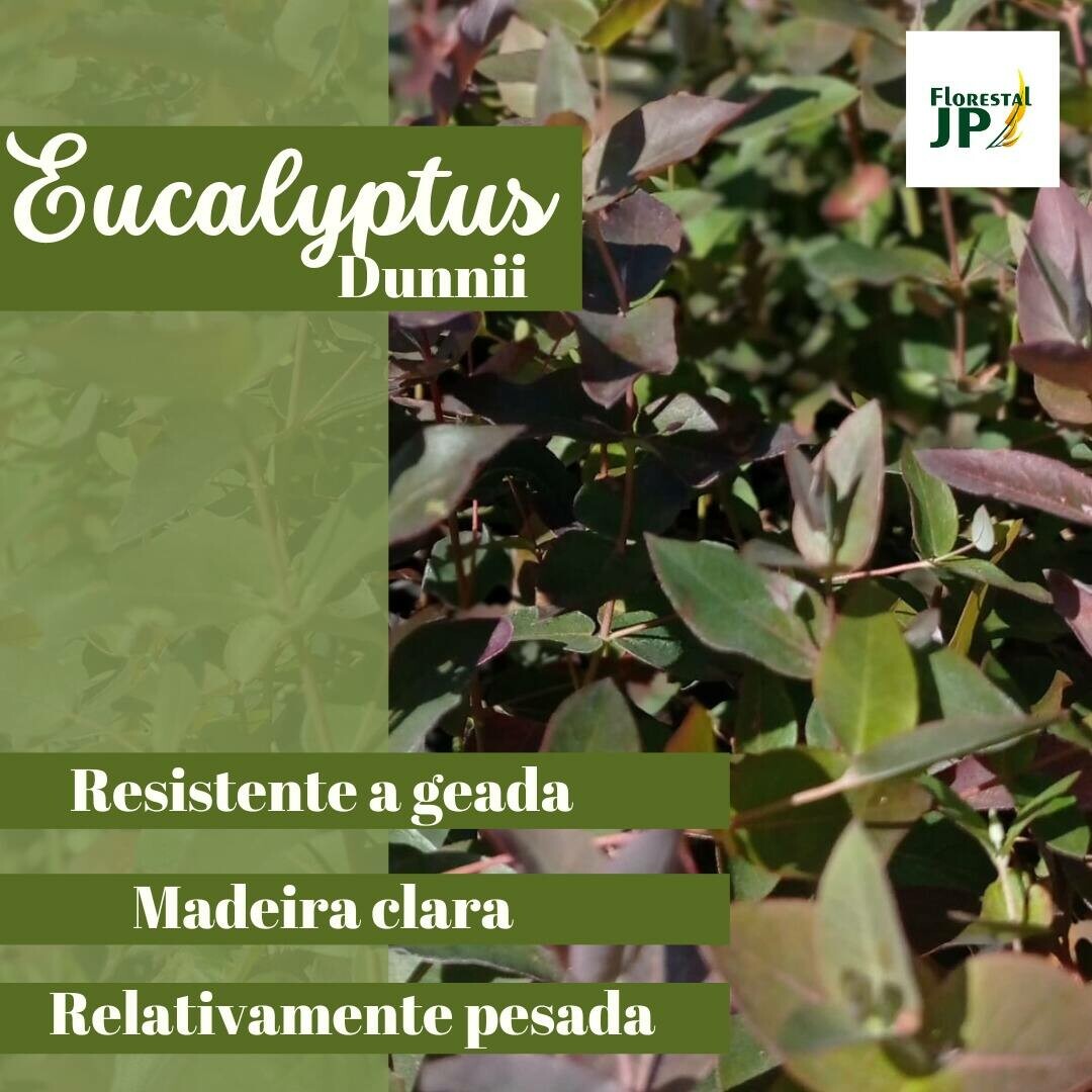 Eucalipto Dunnii
